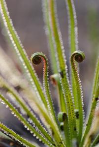 Drosophyllum