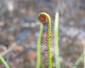 Drosophyllum