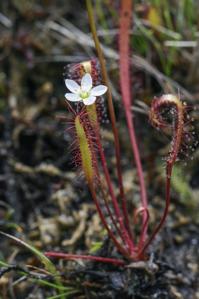 Droseraceae