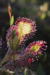 Drosera