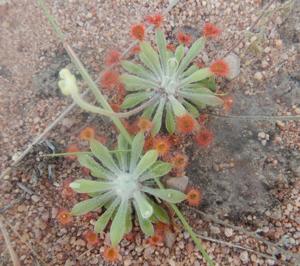 Drosera