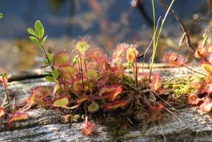 Drosera