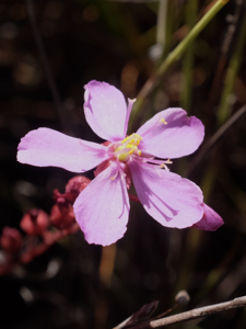 Droseraceae