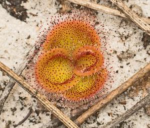 Drosera