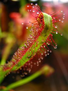 Drosera