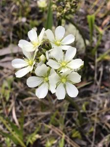 Droseraceae