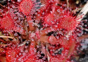 Drosera