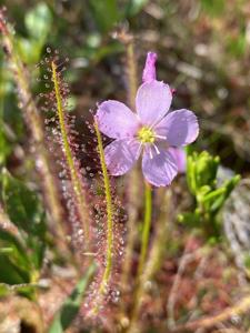 Drosera