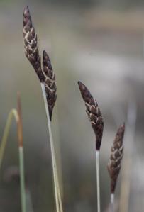 Ecdeiocoleaceae