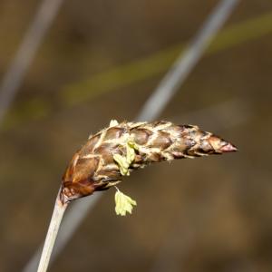 Ecdeiocoleaceae