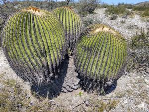 Echinocactus