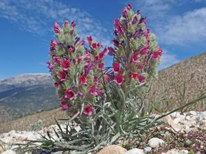 Echium