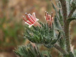 Echium