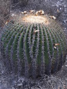 Echinocactus