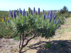 Echium