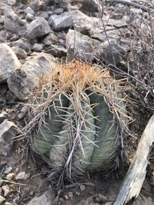 Echinocactus