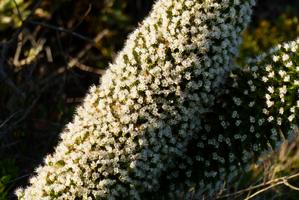 Echium