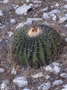 Echinocactus