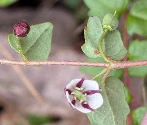 Elaeocarpaceae