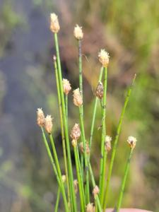 Eleocharis