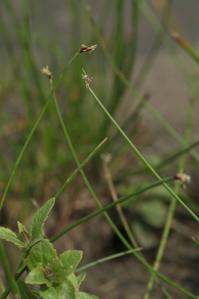 Eleocharis