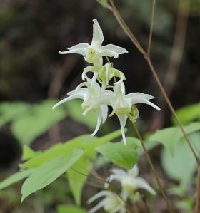 Epimedium