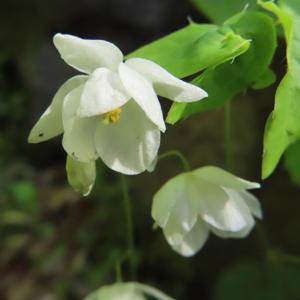 Epimedium