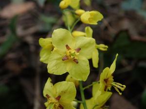 Epimedium