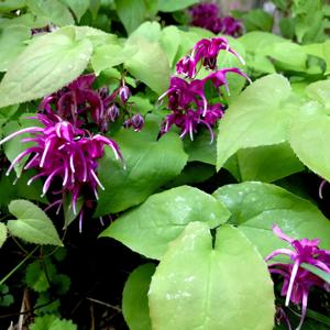 Epimedium