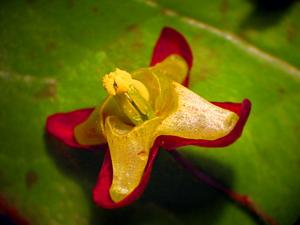 Epimedium