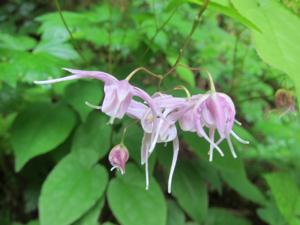 Epimedium