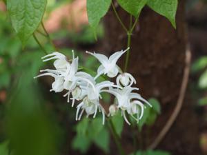 Epimedium