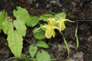 Epimedium