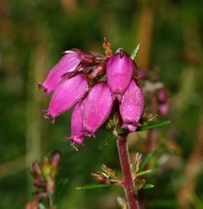 Ericaceae