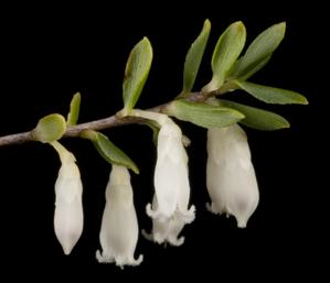 Ericaceae