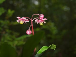 Ericaceae