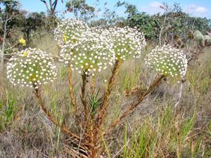 Eriocaulaceae