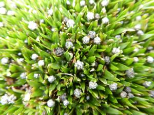 Eriocaulon