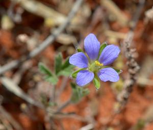 Erodium