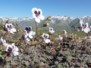 Erodium