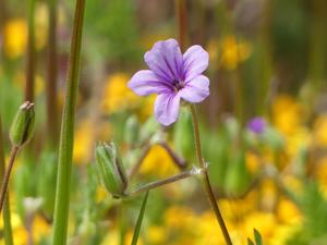 Erodium