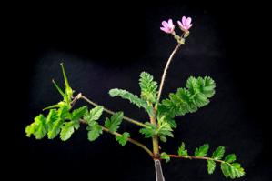 Erodium