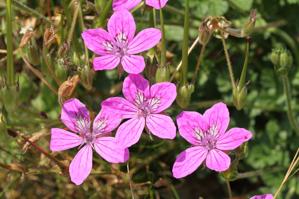 Erodium