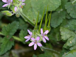 Erodium