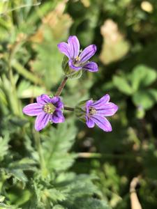 Erodium