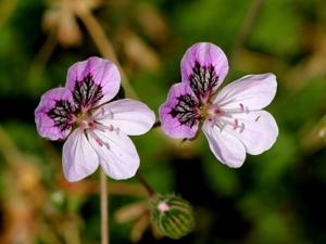 Erodium