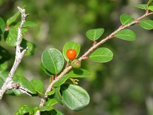 Erythroxylaceae