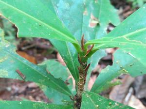 Erythroxylum