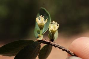 Erythroxylaceae