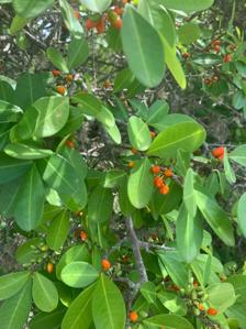 Erythroxylum